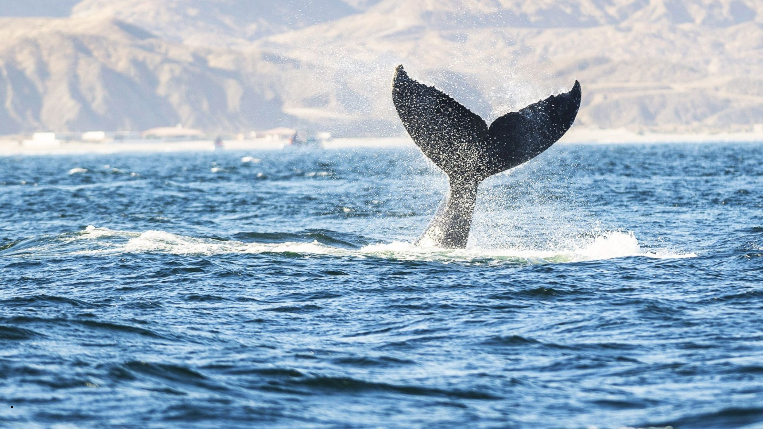 Piura: impulsan avistamiento de ballenas para ayudar a reactivar el turismo en la región