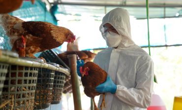 Investigación: OMS confirma primer muerto por gripe aviar