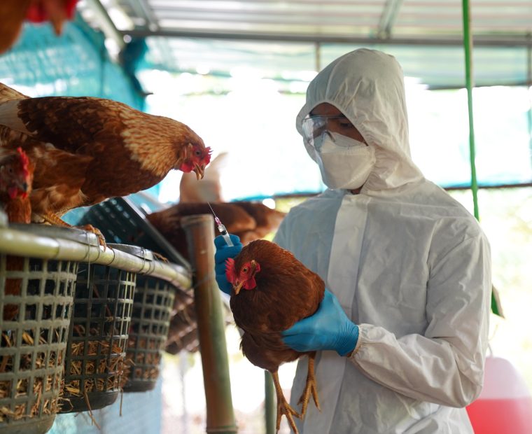 Investigación: OMS confirma primer muerto por gripe aviar