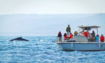 Piura: caleta La Islilla también será escenario de avistamiento de ballenas jorobadas