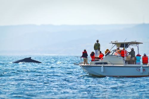 Piura: caleta La Islilla también será escenario de avistamiento de ballenas jorobadas