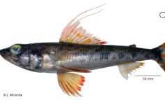 Piura: Encuentran nueva especie de pez en aguas de mar de Cabo Blanco
