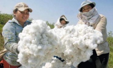 Midagri anuncia implementación de 8 mil hectáreas de algodón Pima en Piura