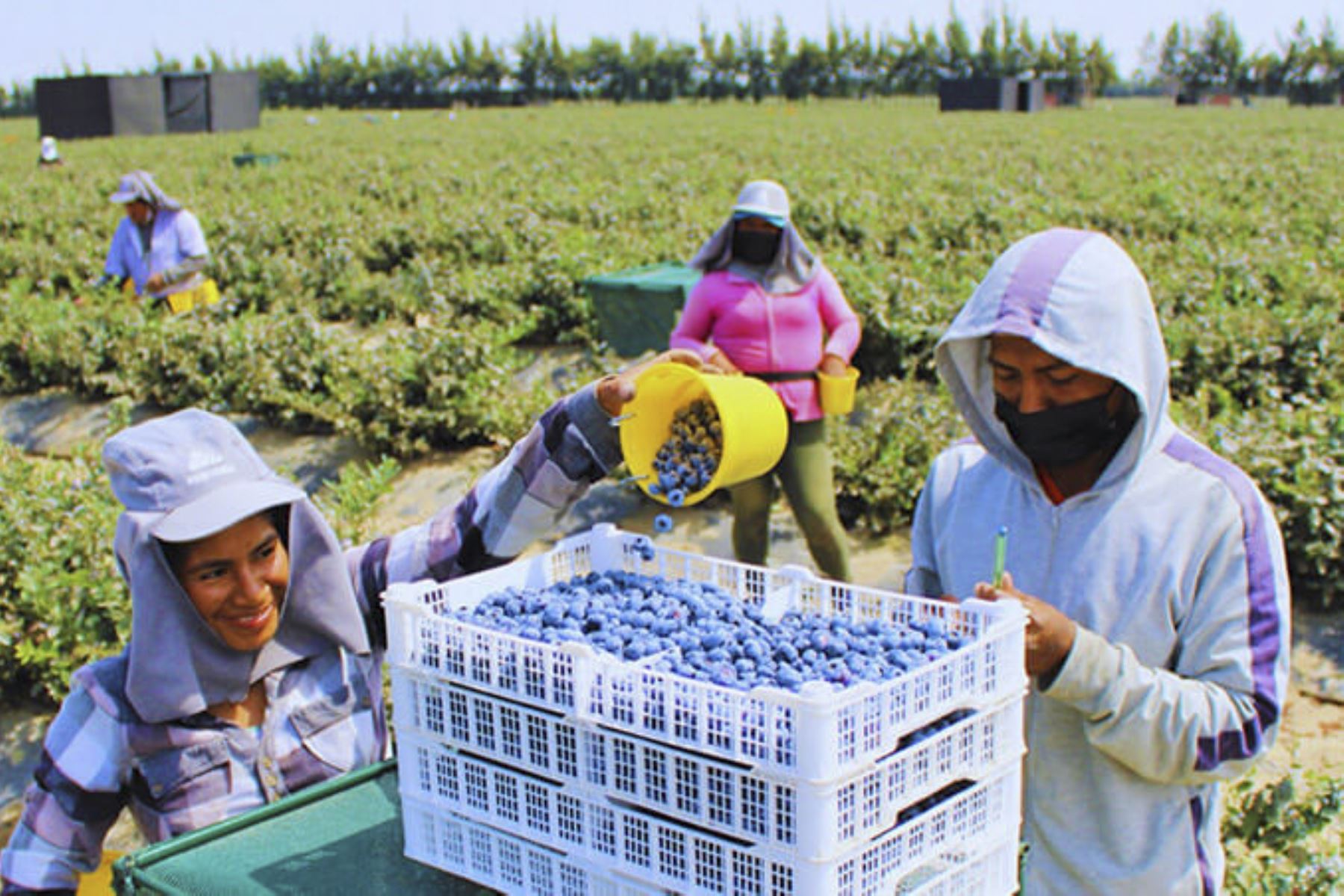 Regiones del norte representaron el 22.4% de las exportaciones peruanas