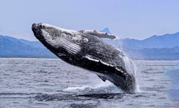 Máncora lanza temporada de ballenas con evento espectacular