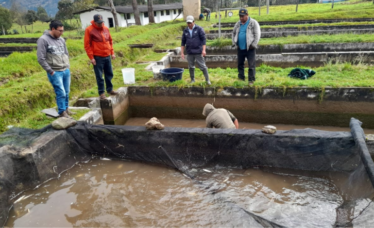 Adquieren 100 mil huevos de trucha para fortalecer su crianza en Ayabaca, Morropón y Huancabamba