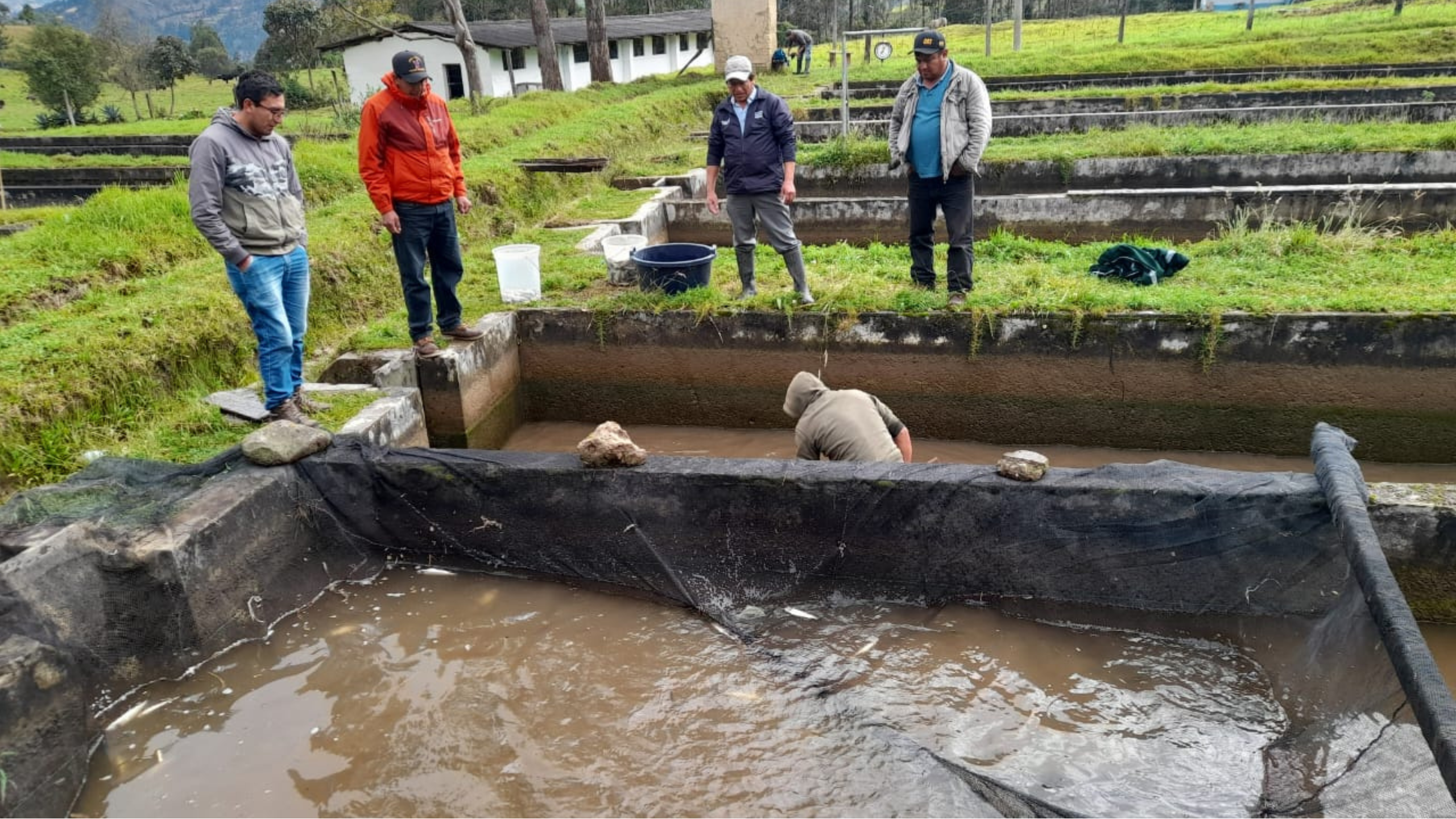 Adquieren 100 mil huevos de trucha para fortalecer su crianza en Ayabaca, Morropón y Huancabamba