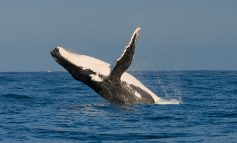 Piura: esperan la llegada de 25 mil turistas durante temporada de avistamiento de ballenas