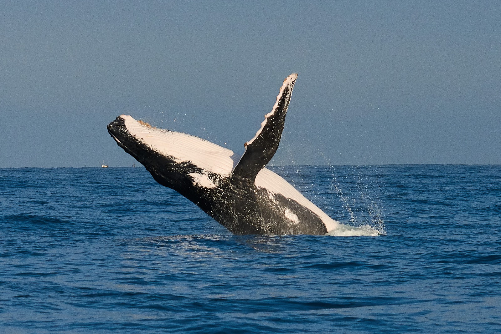 Piura: esperan la llegada de 25 mil turistas durante temporada de avistamiento de ballenas
