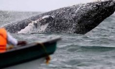 Piura: Temporada de avistamiento de ballenas generaría ingresos por $18 millones a la región