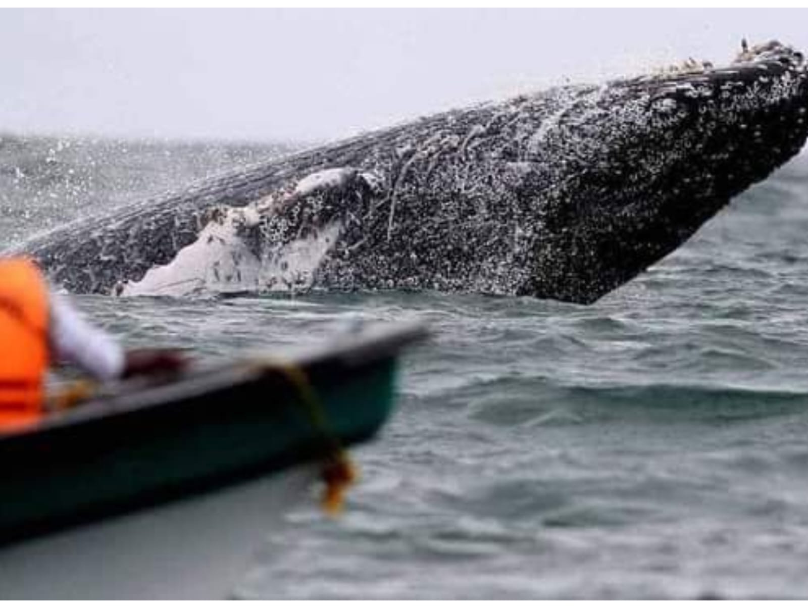 Piura: Temporada de avistamiento de ballenas generaría ingresos por $18 millones a la región