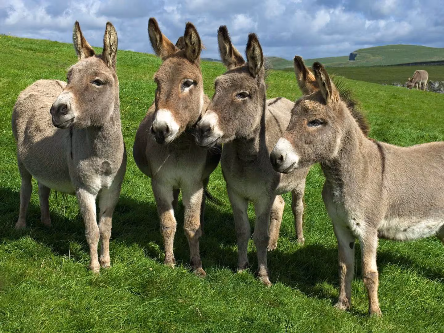 ¿Por qué tiene alta demanda la carne de burro en China?