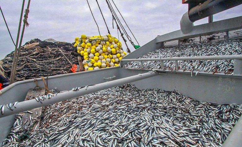 Fenómeno de La Niña no afectará producción de anchoveta, asegura Produce