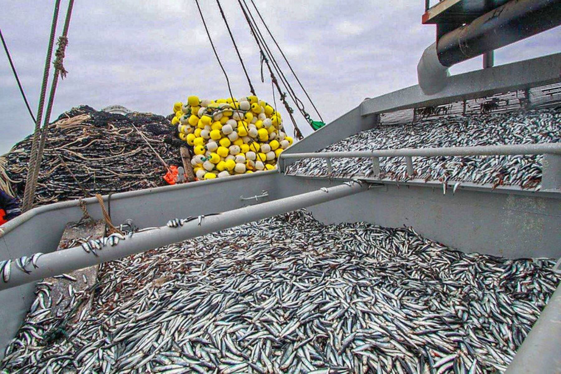 Fenómeno de La Niña no afectará producción de anchoveta, asegura Produce