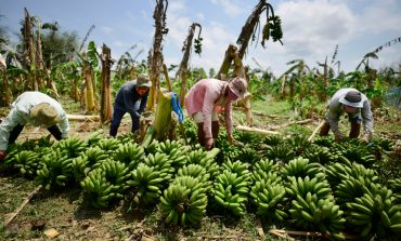 Piura: Siembran en la región variedad del banano resistente al 'Fusarium'