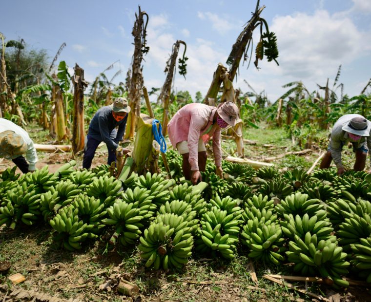 Piura: Siembran en la región variedad del banano resistente al 'Fusarium'