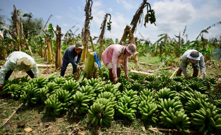 Piura: Siembran en la región variedad del banano resistente al ‘Fusarium’