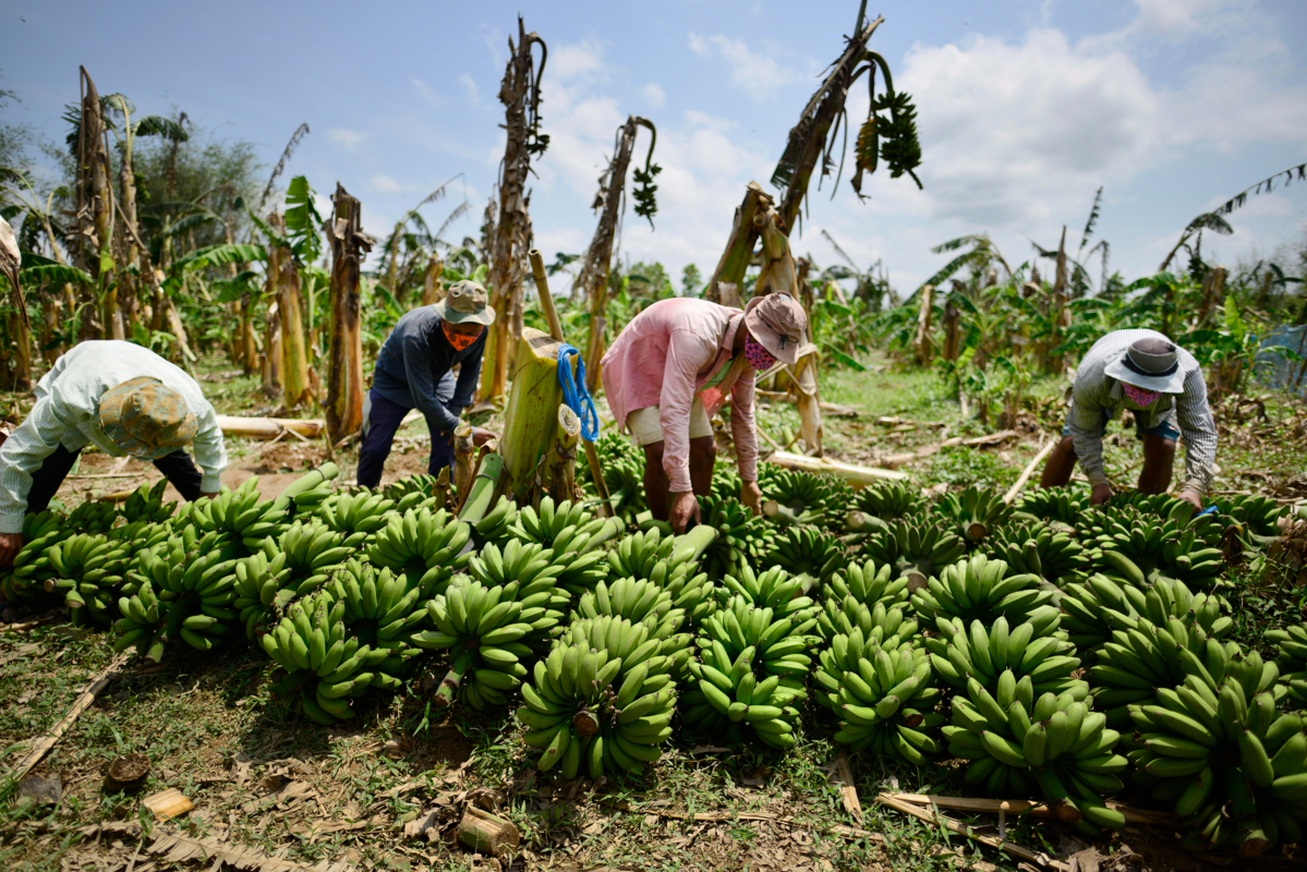 Piura: Siembran en la región variedad del banano resistente al ‘Fusarium’