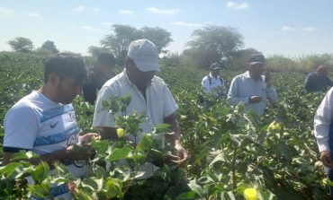 DRAP: Logran instalación de 860 ha de algodón en el Medio, Bajo Piura y Sechura