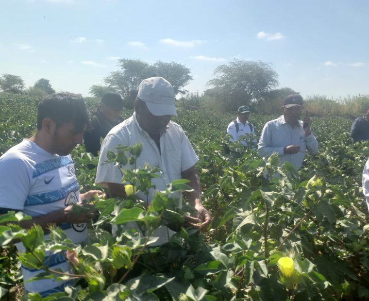 DRAP: Logran instalación de 860 ha de algodón en el Medio, Bajo Piura y Sechura