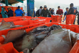 Piura: Barcos chinos depredan y dejan sin pota el mar piurano