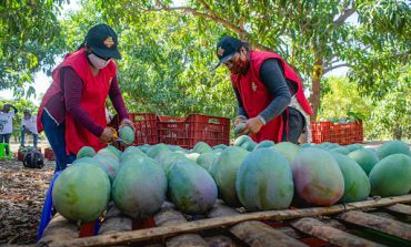 Piura: Se espera producción de al menos 400 mil hectáreas de mango para este año