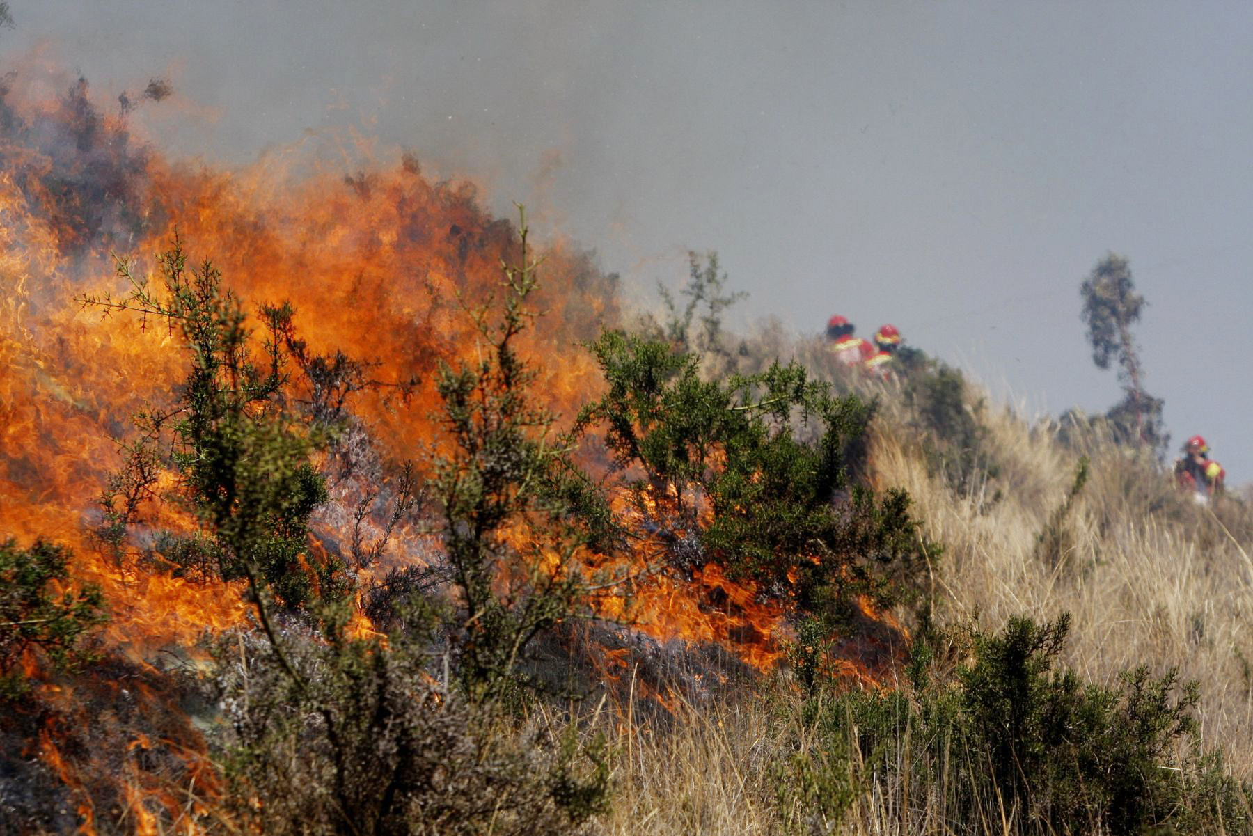 COEN: Nueve viviendas afectadas por incendios forestales se reportan en el país