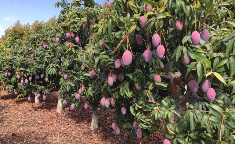 Piura: Exportaciones de mango cayeron hasta 80% la campaña del año 2023