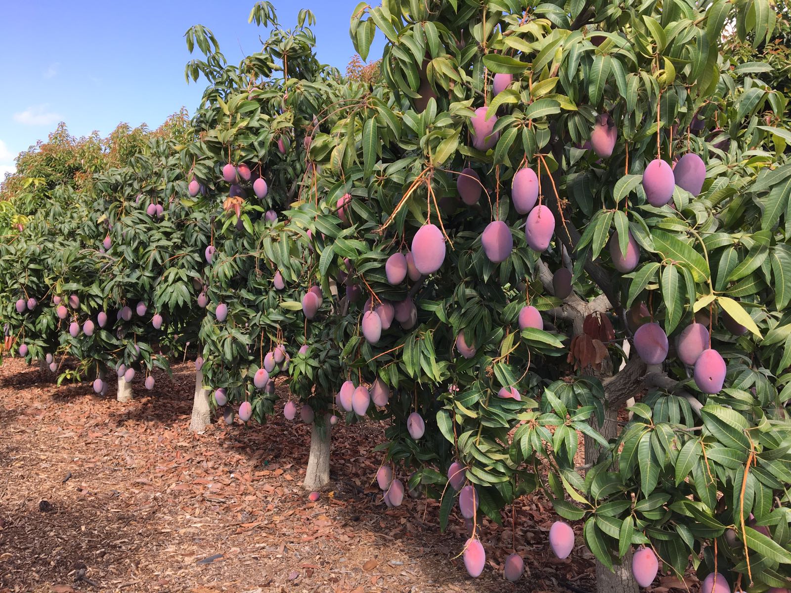 Piura: Exportaciones de mango cayeron hasta 80% la campaña del año 2023