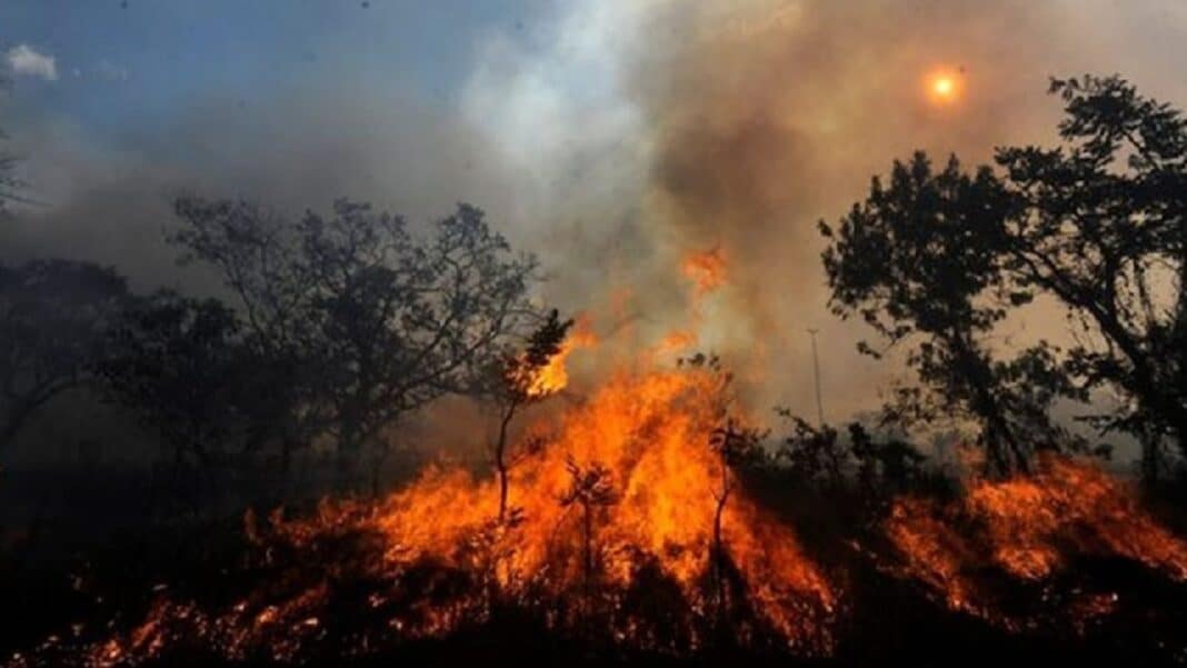 UNICEF: Niños, niñas y gestantes afectados por humo de incendios forestales