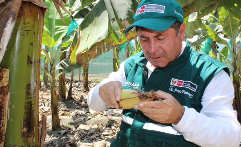 Piura: presenta proyecto para combatir plaga y fortalecer la producción de banano