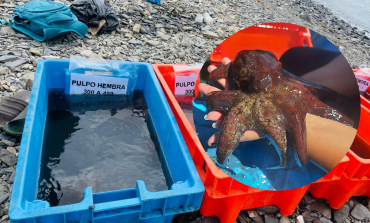 Impulsan proyecto piloto de investigación de engorde de pulpo en Puerto Rico Bayóvar