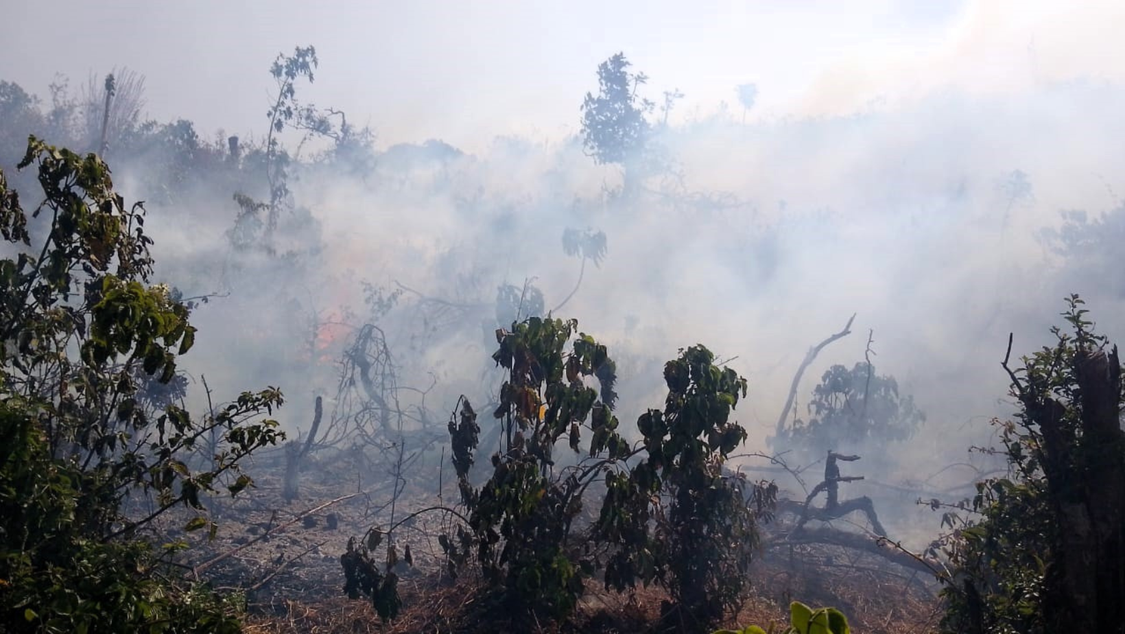Midagri exhorta a agricultores piuranos a evitar quemas de residuos agrícolas que ocasionan incendios forestales