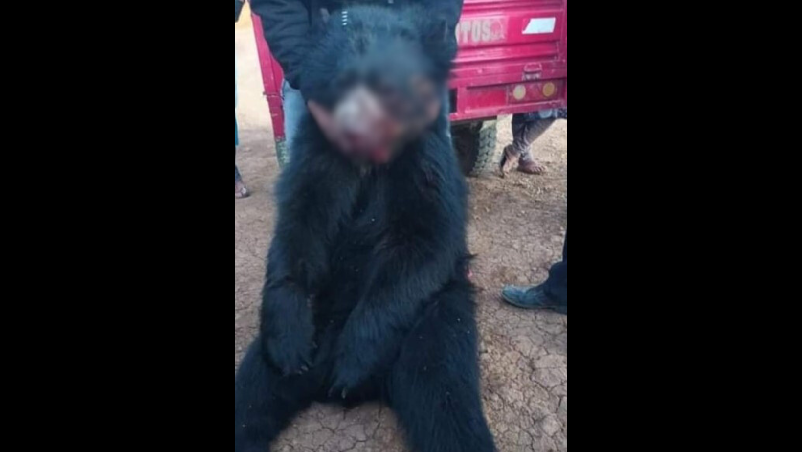 Huancabamba: matan a oso andino sobreviviente de los incendios