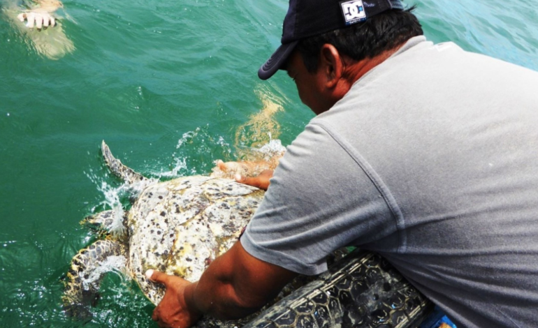 Paita: Pescadores se capacitan para rescatar tortugas en altamar