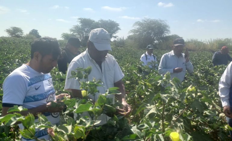 Piura: DRAP capacitarán a algodoneros con técnicas para optimizar su producción