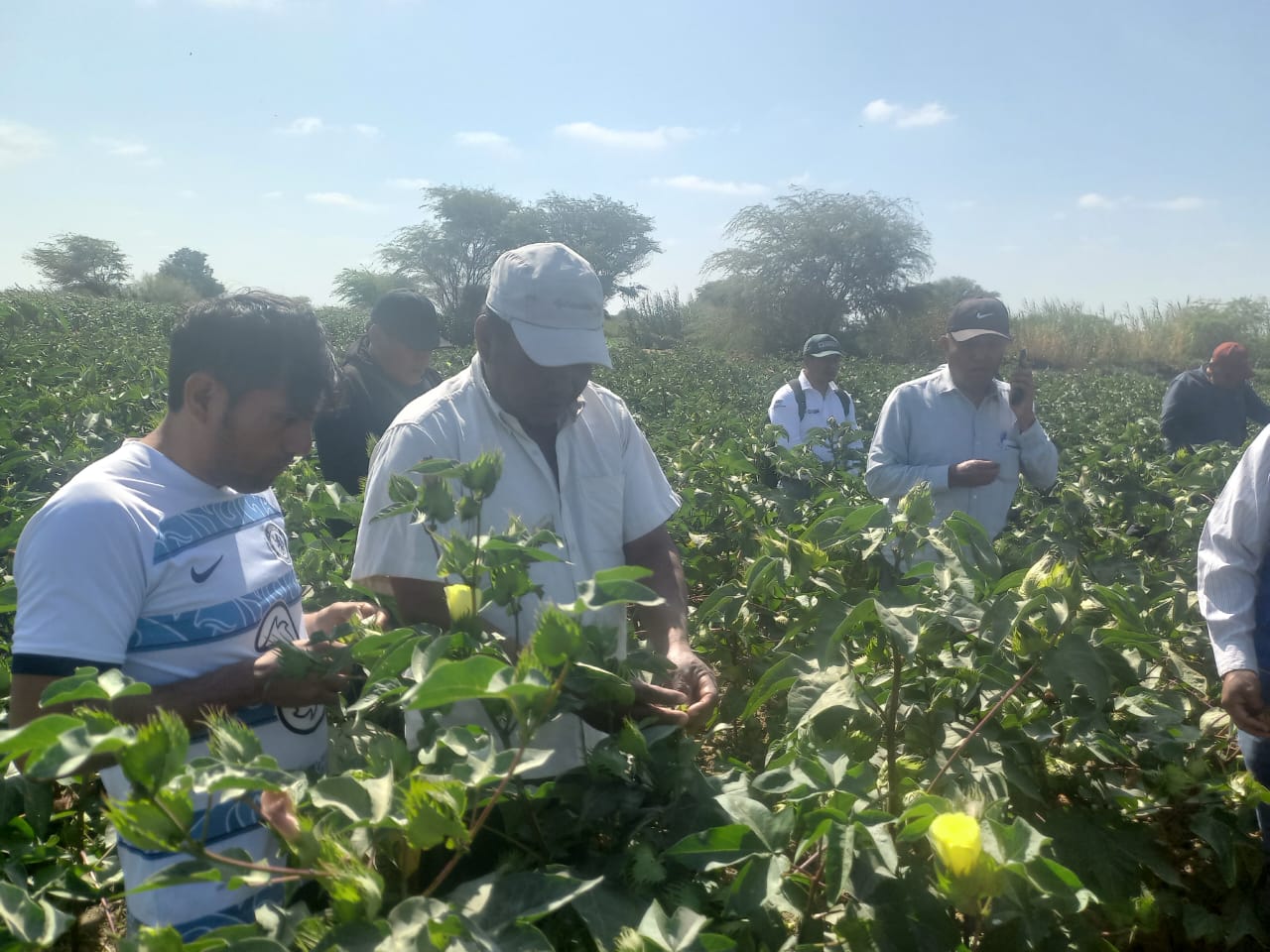 Piura: DRAP capacitarán a algodoneros con técnicas para optimizar su producción