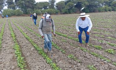 Piura: Ante crisis hídrica agricultores optan por la siembra de mil hectáreas de menestras