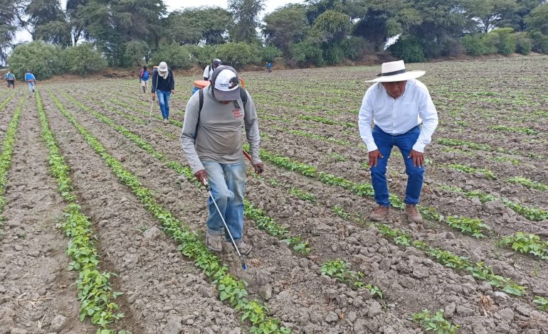 Piura: Ante crisis hídrica agricultores optan por la siembra de mil hectáreas de menestras