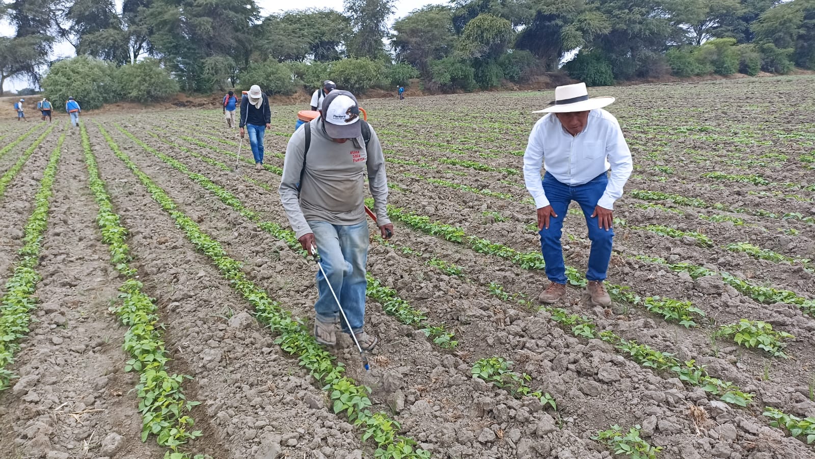 Piura: Ante crisis hídrica agricultores optan por la siembra de mil hectáreas de menestras