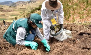 Piura: Midagri declara emergencia fitosanitaria por plaga de la papa en Huancabamba