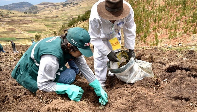 Piura: Midagri declara emergencia fitosanitaria por plaga de la papa en Huancabamba