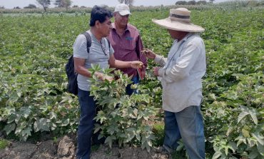 Piura: Estado y calidad de algodón son óptimos para su cosecha y comercialización