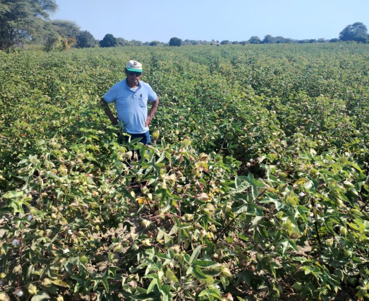 Piura: Buscan sanear deuda millonaria de agricultores de la actividad Pima