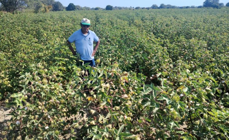 Piura: Buscan sanear deuda millonaria de agricultores de la actividad Pima