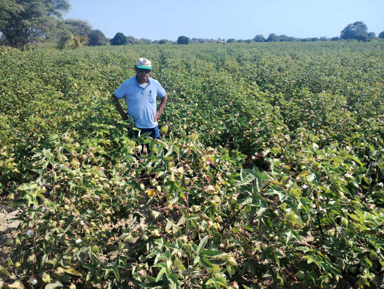 Piura: Buscan sanear deuda millonaria de agricultores de la actividad Pima