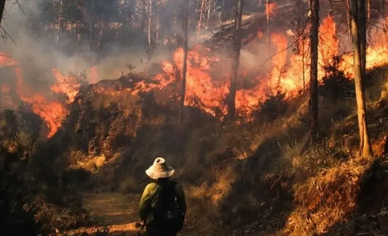 Coen reporta cientos de hectáreas naturales arrasadas por las llamas