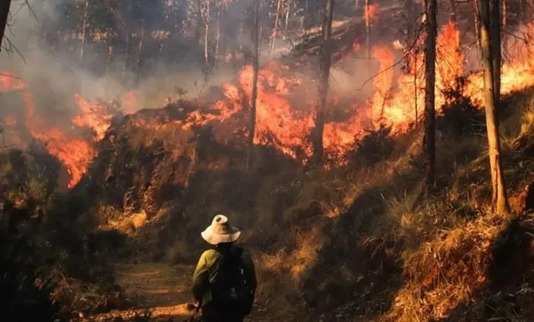 Coen reporta cientos de hectáreas naturales arrasadas por las llamas