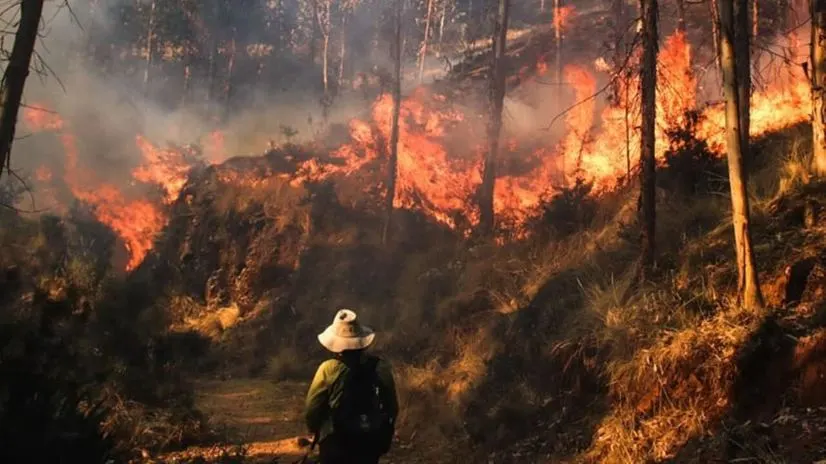 Coen reporta cientos de hectáreas naturales arrasadas por las llamas