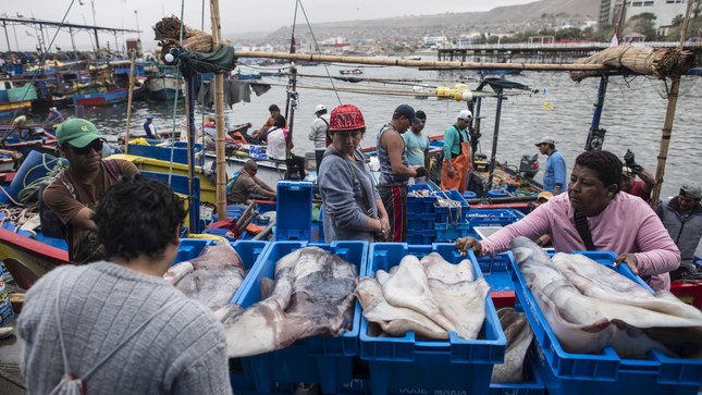 La pesca de pota enfrenta una crisis producida por la presencia de barcos chinos